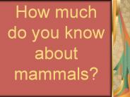 How much do you know about mammals?