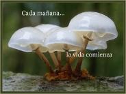doy gracias
