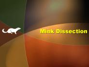 Mink%20Dissection