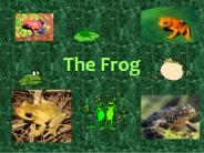 The Frog
