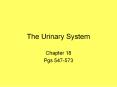 The Urinary System PowerPoint PPT Presentation