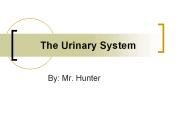 The Urinary System