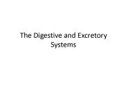 The Digestive and Excretory Systems
