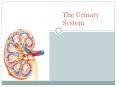 The Urinary System PowerPoint PPT Presentation