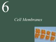 Cell Membranes