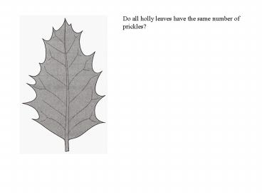 Do all holly leaves have the same number of prickles?
