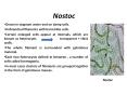 Nostoc PowerPoint PPT Presentation