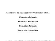 Los niveles de organizaci