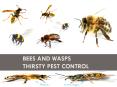 Bees and Wasps Thirsty Pest Control PowerPoint PPT Presentation
