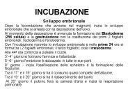 INCUBAZIONE