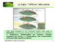 La foglia:  PowerPoint PPT Presentation