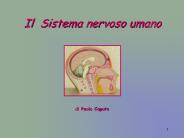 Nessun titolo diapositiva