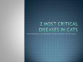 Most Severe Cat Health Problems PowerPoint PPT Presentation