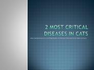 Most Severe Cat Health Problems