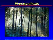 Photosynthesis