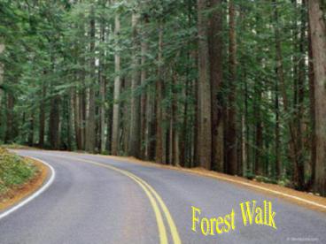 Forest walk