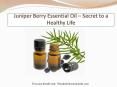 Juniper Berry Essential Oil – Secret to a Healthy Life PowerPoint PPT Presentation