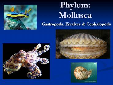 Phylum: Mollusca