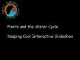 Plants and the Water Cycle PowerPoint PPT Presentation