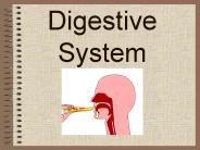 Digestive System