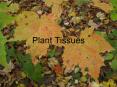 Plant Tissues PowerPoint PPT Presentation