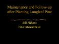 Maintenance%20and%20Follow-up%20after%20Planting%20Longleaf%20Pine PowerPoint PPT Presentation