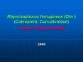 Rhynchophorus%20ferrugineus%20(Oliv.)%20(Coleoptera:%20Curculionidae)%20Kirmizi%20Palmiye%20b PowerPoint PPT Presentation