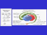 Presentazione di PowerPoint