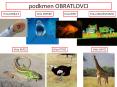 podkmen OBRATLOVCI PowerPoint PPT Presentation