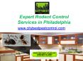 Expert Rodent Control Services in Philadelphia - www.citybestpestcontrol.com PowerPoint PPT Presentation