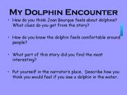 My Dolphin Encounter