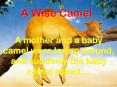 A Wise Camel PowerPoint PPT Presentation