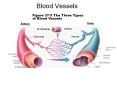 Blood Vessels PowerPoint PPT Presentation
