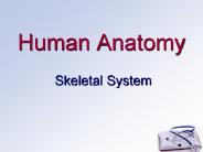Human%20Anatomy