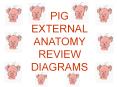PIG EXTERNAL ANATOMY REVIEW DIAGRAMS PowerPoint PPT Presentation