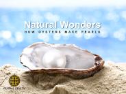 How Oysters Make Pearls