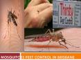 Mosquitoes Pest Control in Brisbane PowerPoint PPT Presentation