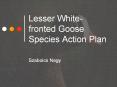 Lesser White-fronted Goose Species Action Plan PowerPoint PPT Presentation