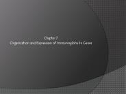 Organization and Expression of Immunoglobulin Genes