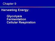 Harvesting Energy:  Glycolysis Fermentation Cellular Respiration