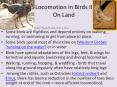 Locomotion in Birds II On Land PowerPoint PPT Presentation