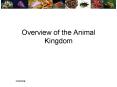 Overview of the Animal Kingdom PowerPoint PPT Presentation