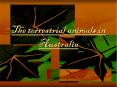 The terrestrial animals in Australia PowerPoint PPT Presentation