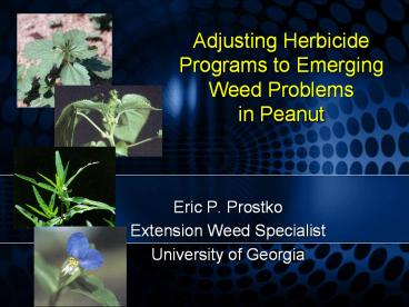 Adjusting Herbicide Programs to Emerging Weed Problems in Peanut