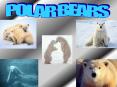 POLAR BEARS PowerPoint PPT Presentation