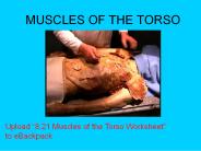 MUSCLES OF THE TORSO