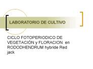 CICLO FOTOPERIODICO DE VEGETACI