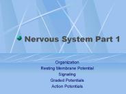 Nervous System Part 1