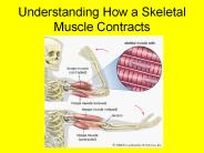 Understanding How a Skeletal Muscle Contracts