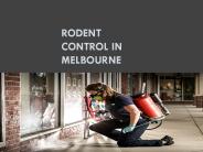 Rodent Control in Melbourne